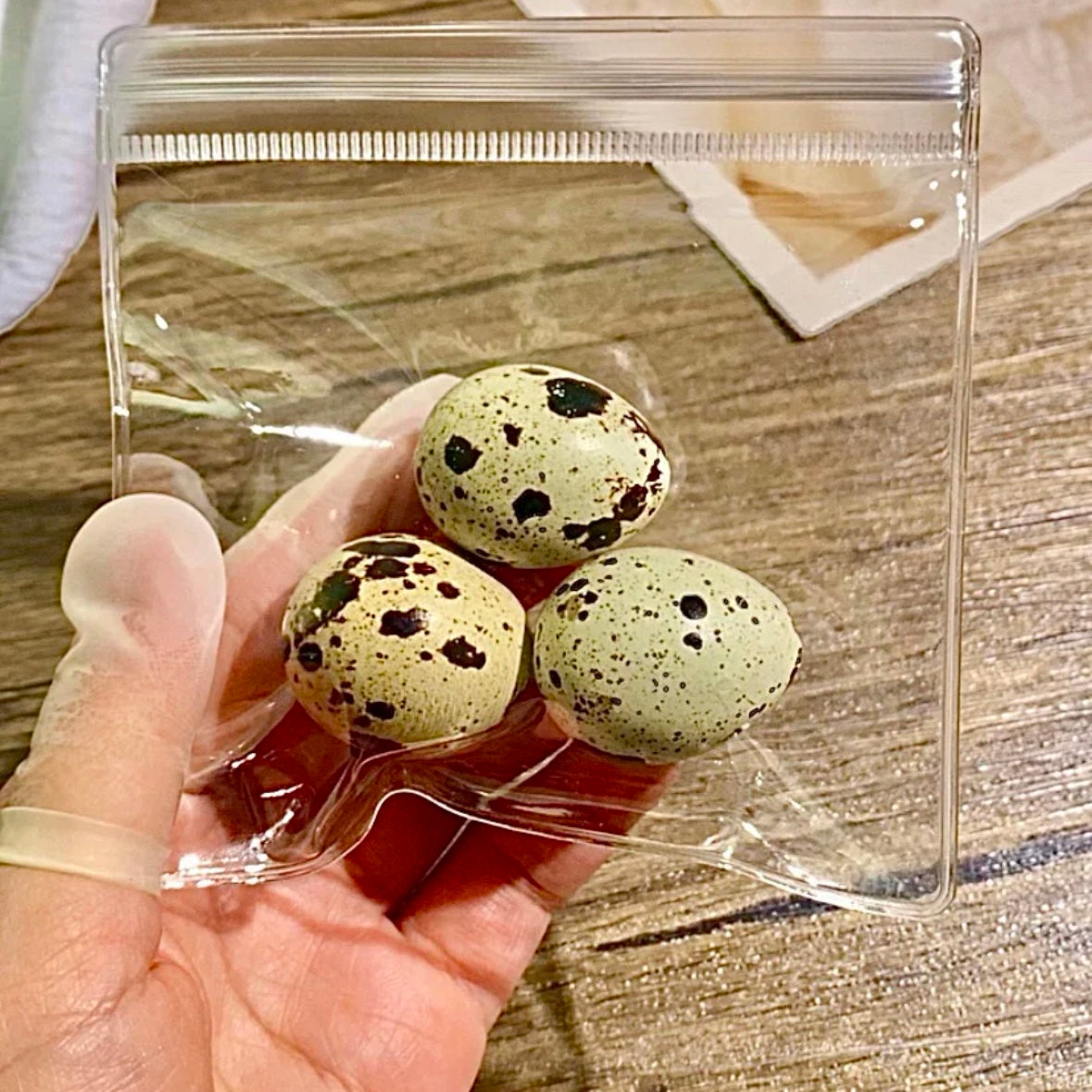 3pcs Quail Eggs Stress Relief Taba Squishy Toy
